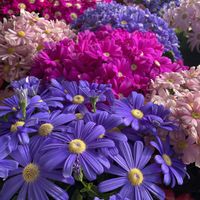 サイネリア,ペラルゴニウム,リーガスベゴニア,小花会,みんな最高の画像