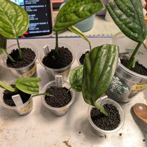 モンステラ,モンステラ ジェイド シャトルコック,観葉植物,植え替え,窓辺の植物たちの画像