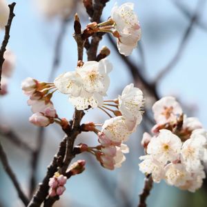 サクラ,ユキヤナギ,植中毒,ミラーレス一眼,公園の風景の画像