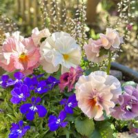 ロベリア,ビオラ,梅の花,カルーナ　ガーデン・ガールズ,梅(うめ)の画像