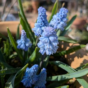 バイモユリ,シラーシベリカ　スプリングビューティー,ニラバナ,ヘスペランサ ククラータピンク,ムスカリ水色ドレスの画像