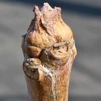 イチョウ,樹木,冬芽・葉痕,歩道脇の画像