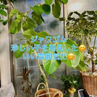 アンスリウム,フィカス,ジャワゴム,森林浴,熱帯植物の画像