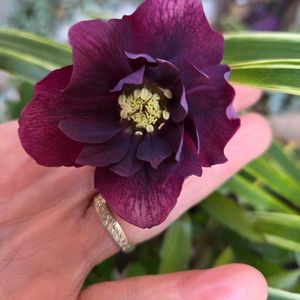 クリスマスローズ,NO GREEN  NO LIFE,見てくれてありがとう♡,GSの皆さまに感謝♡,今咲いているクリスマスローズの画像