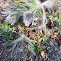オキナグサ,季節の花,庭のお花,おうち園芸,小さな庭の画像