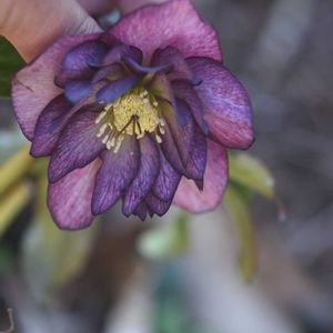 花のある暮らし,植中毒,岩手県,東北,花の15年組の画像