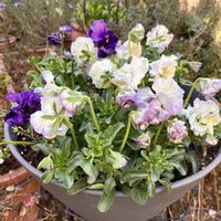 パンジー・ビオラ,パンジー・ビオラ,リナリア,ワスレナグサ,コルジリネの画像