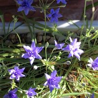 トリテレイア,大好き,球根,球根植物,小さな花の画像