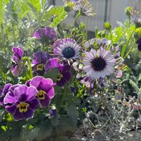 手作りの庭,花のある暮らし,ナチュラルスタイル,GS映え,パンビオの画像