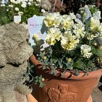 ロータス ブリムストーン,ロニセラ ニティダ  ホワイトマジック,パンジー フェデネージュ,斑入りダスティーミラー　バニラッテ,パンジー　フェデネージュ　トイプーの画像