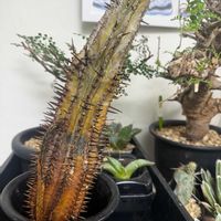 ホリダ,ユーフォルビア・ホリダの画像