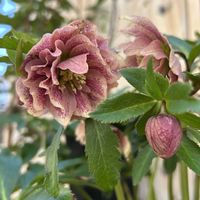 クリスマスローズ,鉢植え,シェードガーデン,ズボラガーデナー,小さな庭の画像