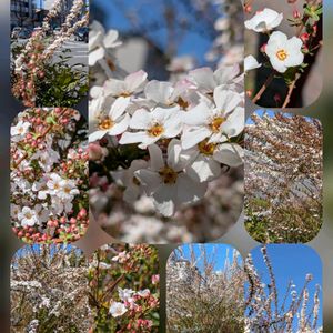 カーネーション,ユキヤナギ,パンジー,プリムラマラコイデス,ラナンキュラス　ラックスの画像