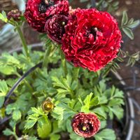 レースラベンダー,スミレ♡,日陰庭,ラナンキュラスルージュルージュの画像