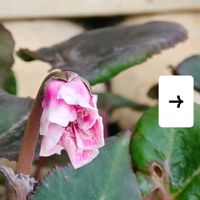 鉢植え,花のある暮らし,おうち園芸,シクラメン 室内用2年目の画像