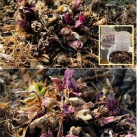 サルビア,お見切り品♡ ✧*｡٩(ˊωˋ*)و✧*｡の画像