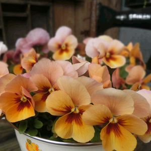 パンジー,ガーデニング,マイガーデン,古道具の画像