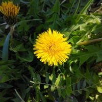 クロッカス,ヒアシンス,ミツマタ,タンポポ,タンポポの画像