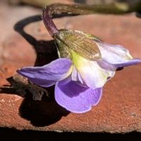 ニオイスミレ,タチツボスミレ,匂いスミレ,ノジスミレ？,紫の花の画像