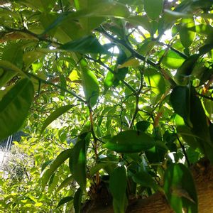 柚子,果物,山野草,収穫,道の駅の画像