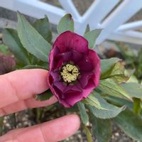 クリスマスローズ,クリスマスローズ,花壇,つぼみ,クリスマスローズ・ダブルの画像