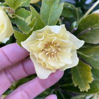 クリスマスローズ,花壇,つぼみ,クリスマスローズ・ダブル,蕾の画像