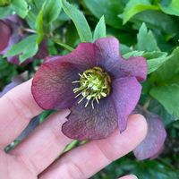 クリスマスローズ,花壇,ガーデニング,つぼみ,クリスマスローズ・シングルの画像