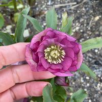 クリスマスローズ,クリスマスローズ,花壇,ガーデニング,つぼみの画像