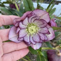 クリスマスローズ,クリスマスローズ,花壇,ガーデニング,つぼみの画像