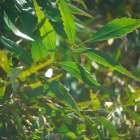 ハオルチア,多肉植物,観葉植物,塊根植物,サボテン科の画像