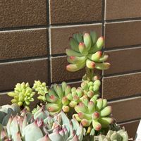 乙女心,春萌,桃太郎,ピンクベリー,ピンクベリーの画像