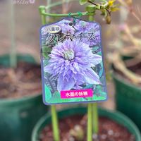 クレマチス,クレマチス‘ベルオブウォーキング’,クレマチス‘ベルオブウォーキング’,クレマチスベルオブウォーキング,クレマチス マズリーの画像