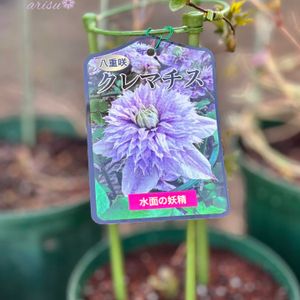 クレマチス,クレマチス‘ベルオブウォーキング’,クレマチス‘ベルオブウォーキング’,クレマチスベルオブウォーキング,クレマチス マズリーの画像