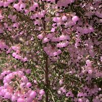 アセビ,エリカ,スイセン,ユキヤナギ,散歩の画像