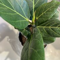 ベンガレンシス,スタンダートプロダクツ,キッチンの画像