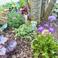 スカビオサ,ブルーデージー,ローダンセマムの画像