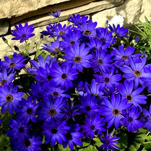 サイネリア,ゼラニウム,ゼラニウム,ルクリア,温室の画像