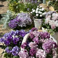 ネメシア,ハナカンザシ,プリムラ,プリムラ,マーガレットの画像