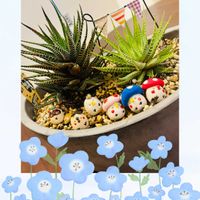 十二の巻,十二の巻,多肉ちゃん,花のある暮らし,花と暮らすの画像