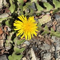 アケビ,キュウリグサ,サンシュユ,スギナ,ツクシの画像