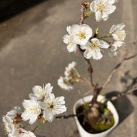 サクランボ,暖地桜桃,暖地桜桃,暖地桜桃,さくらんぼ(暖地桜桃)の画像
