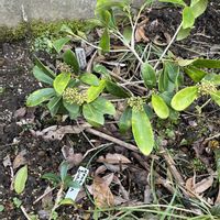 スキミア,スキミア ピンクドワーフ,金沢市,石川県,チーム石川の画像