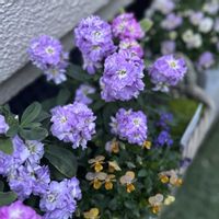 ストック,ビオラ,サギナ,八重咲きストック,EMSビオラの画像