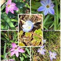 ハナニラ,オオイヌノフグリ,シャクヤク,スミレ,リンドウの画像