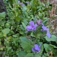 ハナモモ,ミツマタ,ショカツサイ(ムラサキハナナ),ウグイスカグラ（鶯神楽）の画像