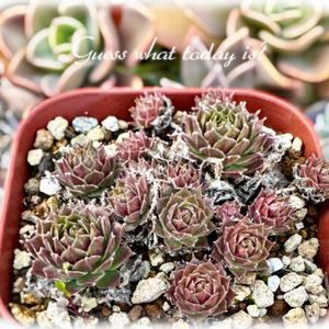 センペル,多肉植物,多肉大好き,センペルビウム属,放置栽培の画像