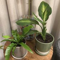 ディフェンバキア,アスプレニウム,リビング・ダイニングの画像