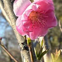 ハナモモの画像