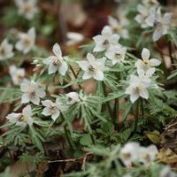 セツブンソウ,京都府立植物園,山野草,春の訪れの画像