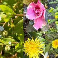 アザレア,アザレア,キュウリグサ,キュウリグサ,タンポポの画像